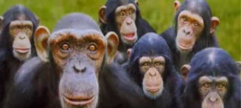 cropped-monkeys.jpg