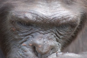 thinking monkey 4