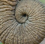 African-Elephant-trunk-very-close-up