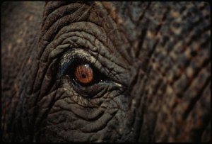asian-elephant-picture