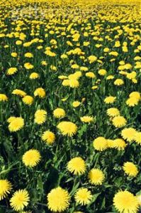 dandelions 3