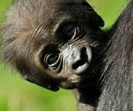 baby Bert 2