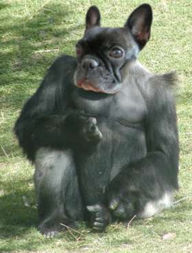 dog_headed_gorilla
