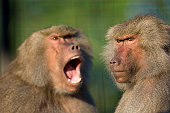arguing