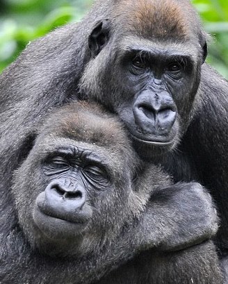 Gorilla Greeting at Melbourne Zoo, Australia - 03 Jun 2010