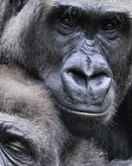 Gorilla Greeting at Melbourne Zoo, Australia - 03 Jun 2010