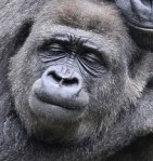 Gorilla Greeting at Melbourne Zoo, Australia - 03 Jun 2010