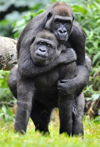 Gorilla Greeting at Melbourne Zoo, Australia - 03 Jun 2010