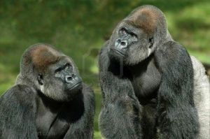 codep couple2