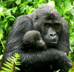 gorilla mom