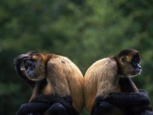 monkeyships
