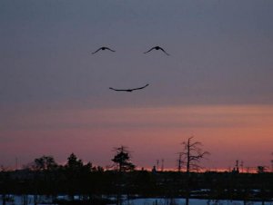 happy-bird
