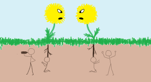 dandelions 3